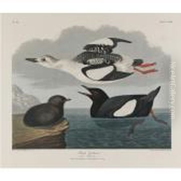 Black Guillemot; And White-legged Oyster Catcher Oil Painting by John James Audubon