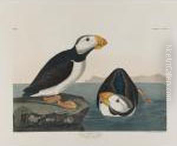 Piping Plover, Red Phalarope, Large-billed Puffin, Western Duck Oil Painting by John James Audubon