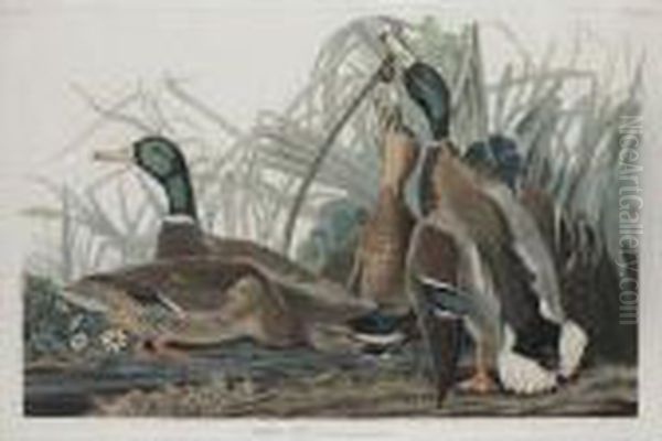 Mallard Duck Oil Painting by John James Audubon