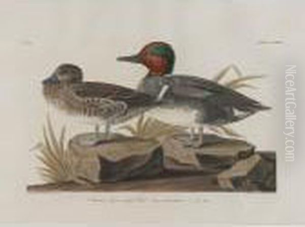 American Green-winged Teal Oil Painting by John James Audubon