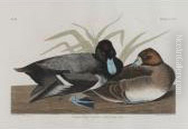 Scaup Duck Oil Painting by John James Audubon