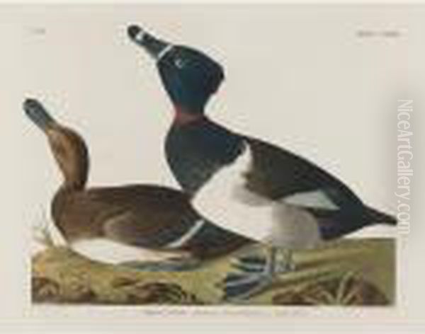 Tufted Duck Oil Painting by John James Audubon