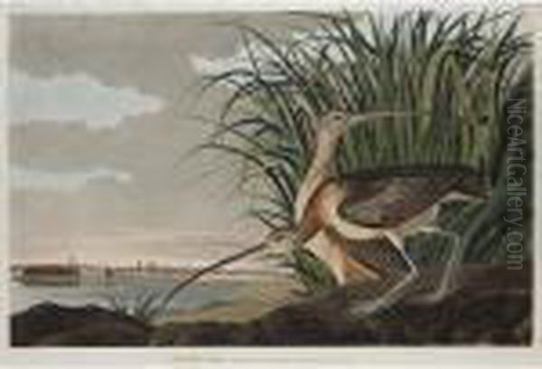 Long-billed Curlew Oil Painting by John James Audubon