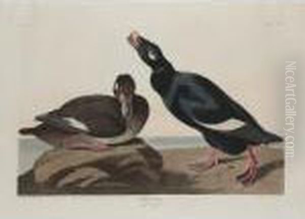 Velvet Duck; And Richardson's Jaguar Oil Painting by John James Audubon