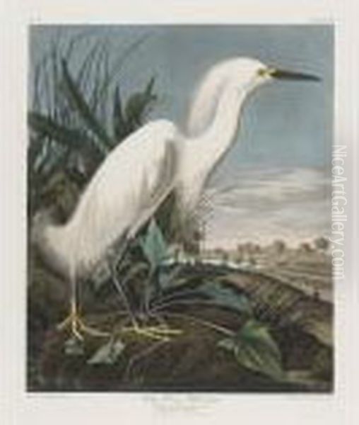 Snowy Heron Or White Egret (plate Ccxlii) Oil Painting by John James Audubon