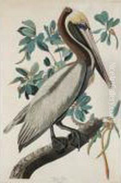 Brown Pelican Oil Painting by John James Audubon