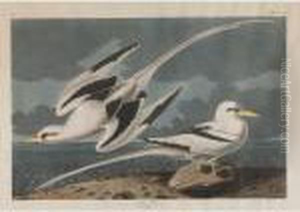 Tropic Bird Oil Painting by John James Audubon