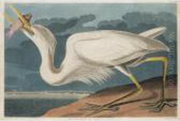 Great White Heron Oil Painting by John James Audubon