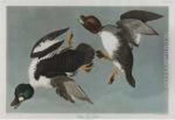 Golden-eye Duck Oil Painting by John James Audubon