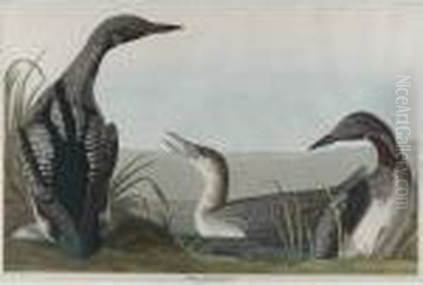 Black-throated Diver Oil Painting by John James Audubon