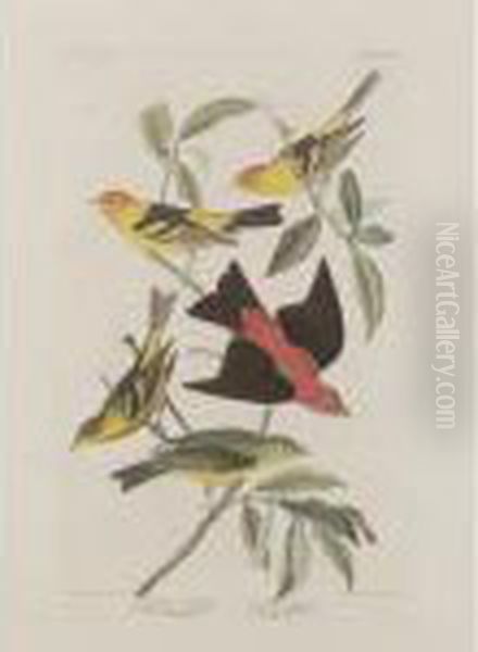 Louisiana Tanager Oil Painting by John James Audubon