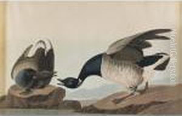 Brant Goose Oil Painting by John James Audubon