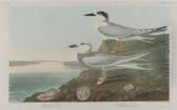 Havell's Tern; And American Ptarmigan Oil Painting by John James Audubon