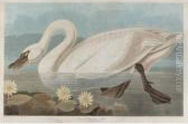 Common American Swan Oil Painting by John James Audubon