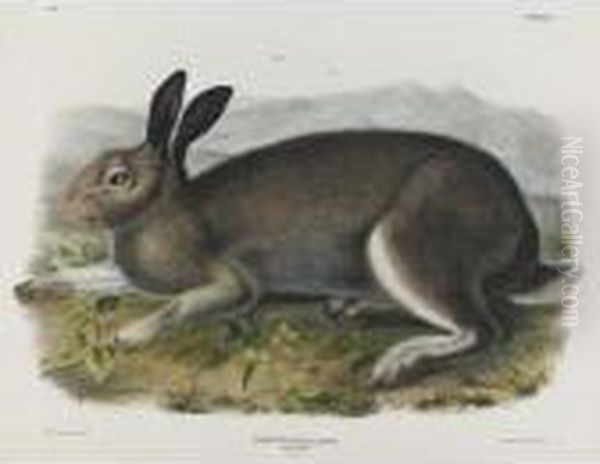 Polar Hare Oil Painting by John James Audubon