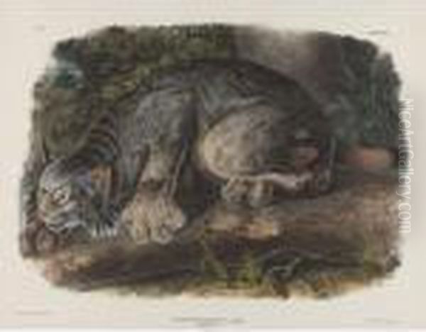 Canada Lynx Oil Painting by John James Audubon