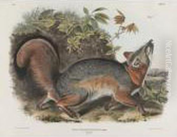 Grey Fox Oil Painting by John James Audubon