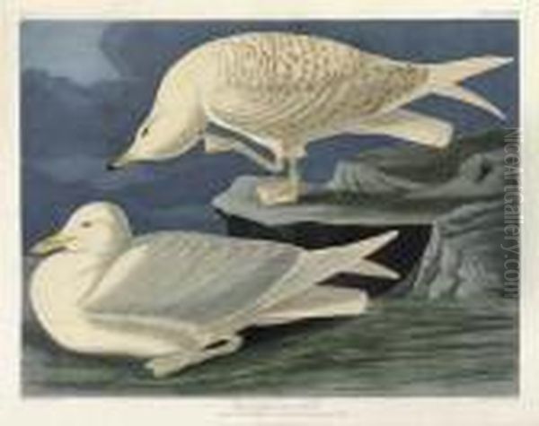 White-winged Silvery Gull (plate Cclxxxii)
Larus Leucopterus Oil Painting by John James Audubon