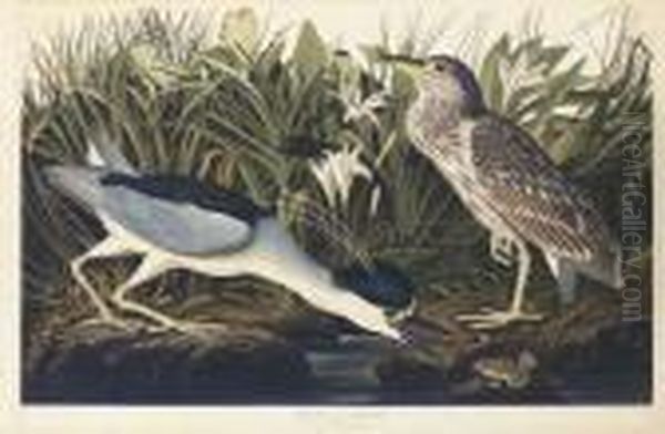 Night Heron Or Qua Bird (plate Ccxxxvi)
Ardea Nycticorax Oil Painting by John James Audubon