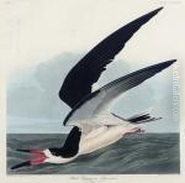 Black Skimmer (plate Cccxxiii)
Rynchops Niger Oil Painting by John James Audubon