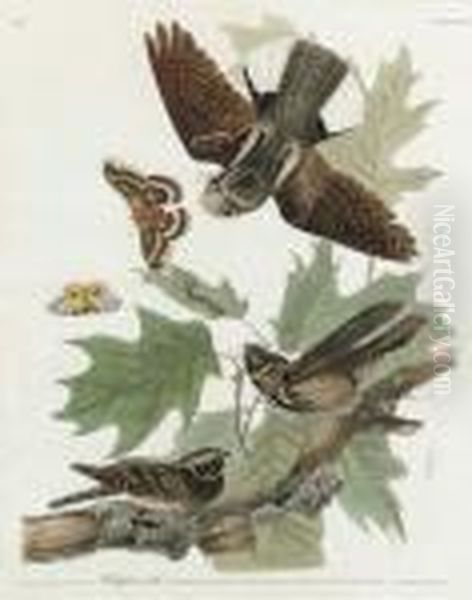 Whip-poor-will (plate Lxxxii)
Caprimulgus Vociferus Oil Painting by John James Audubon