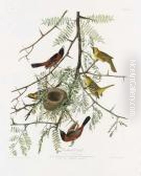 Orchard Oriole (plate Xlii)
Icterus Spurius Oil Painting by John James Audubon