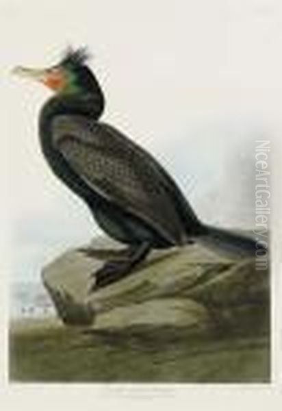 Double-crested Cormorant (plate Cclvii)
Phalacrocorax Oil Painting by John James Audubon