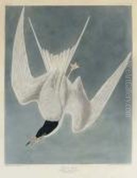 Great Tern (plate Cccix)
Common Tern, Sterna Hirundo Oil Painting by John James Audubon