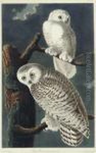 Snowy Owl (plate Cxxi)
Strix Nyctea Oil Painting by John James Audubon