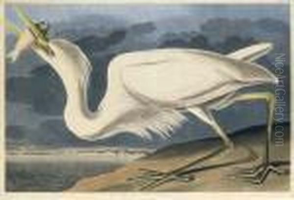 Ardea Occidentalis Oil Painting by John James Audubon