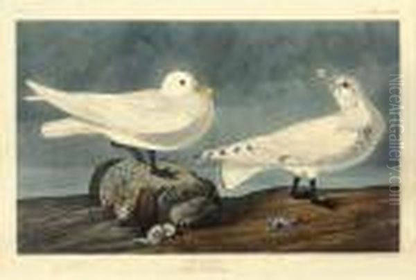 Larus Eburneus Oil Painting by John James Audubon