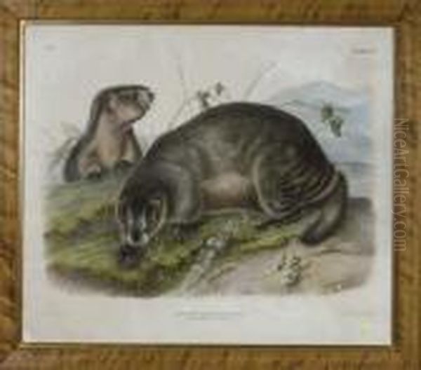 Hoary Marmot - The Whistler Oil Painting by John James Audubon