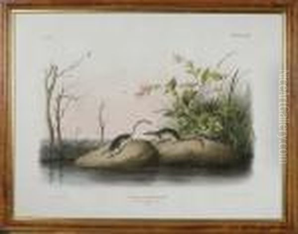 American Marsh Shrew Oil Painting by John James Audubon