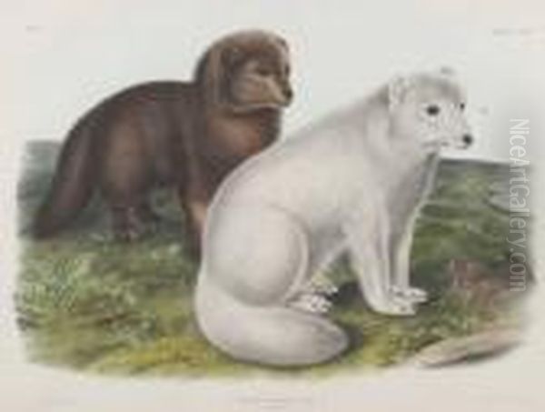 Arctic Fox Oil Painting by John James Audubon