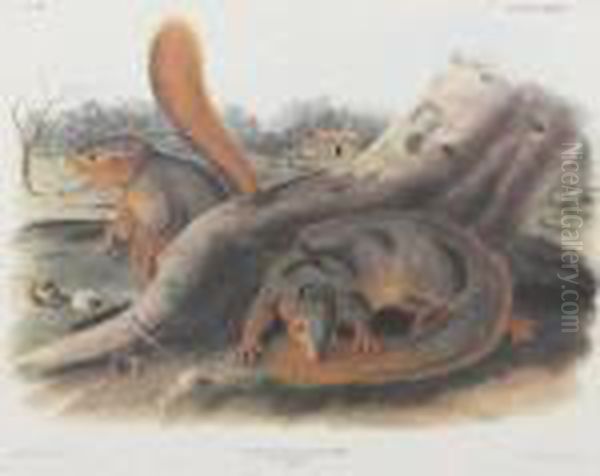 Say's Squirrel Oil Painting by John James Audubon