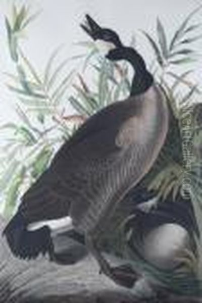 Canada Goose, Pl. Cci (from Birds Of America) Oil Painting by John James Audubon