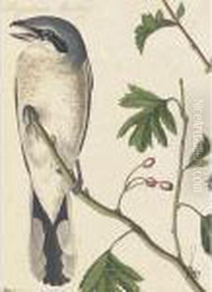 Great American Shrike And Black-throated Bunting (plates Cxcii And Ccclxxxiv) Oil Painting by John James Audubon