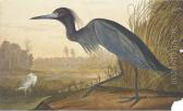 Untitled Oil Painting by John James Audubon