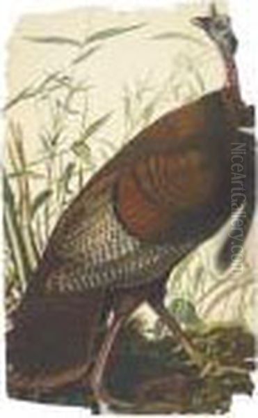 Great American Cock Male Oil Painting by John James Audubon