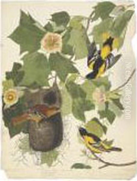 Baltimore Oriole Oil Painting by John James Audubon