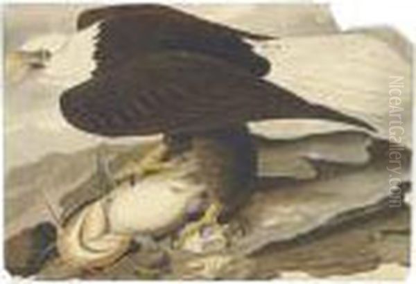 White-headed Eagle Oil Painting by John James Audubon