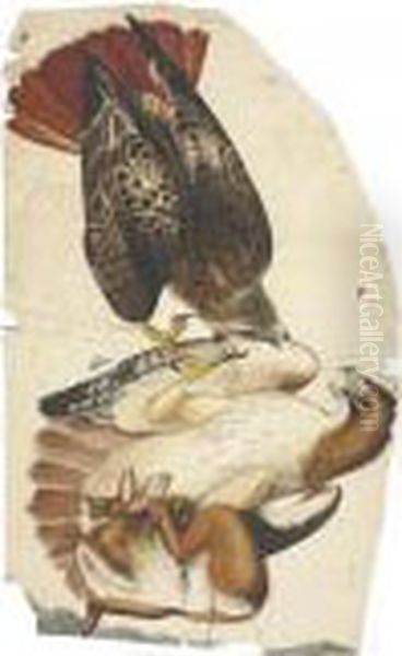 Red-tailed Hawk Oil Painting by John James Audubon