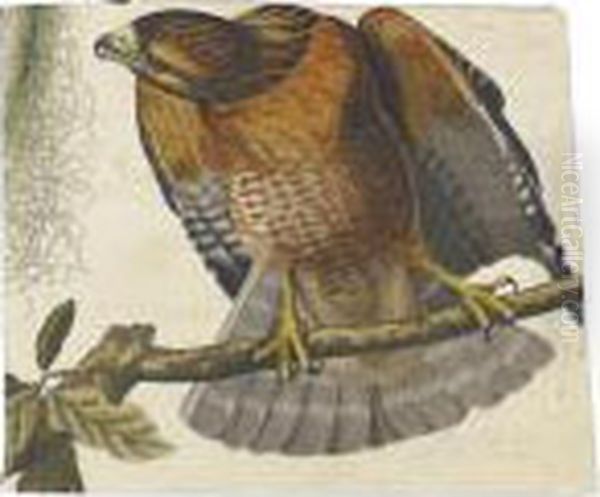 Red-shouldered Hawk Oil Painting by John James Audubon