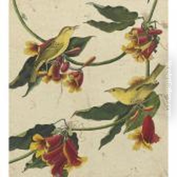 Rathbone Warbler Oil Painting by John James Audubon