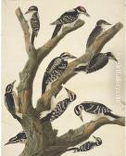 Maria's Woodpecker Oil Painting by John James Audubon