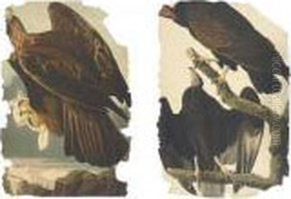 Turkey Buzzard And Golden Eagle Oil Painting by John James Audubon