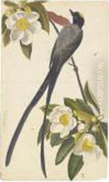 Fork-tailed Flycatcher And Tyrant Flycatcher Oil Painting by John James Audubon