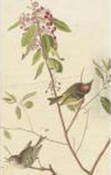 Ruby-crowned Wren And Black-throated Blue Warbler Oil Painting by John James Audubon