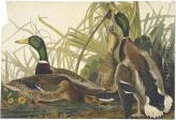 Mallard Duck Oil Painting by John James Audubon