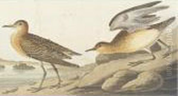 Buff-breasted Sandpiper And Cow Bunting Oil Painting by John James Audubon